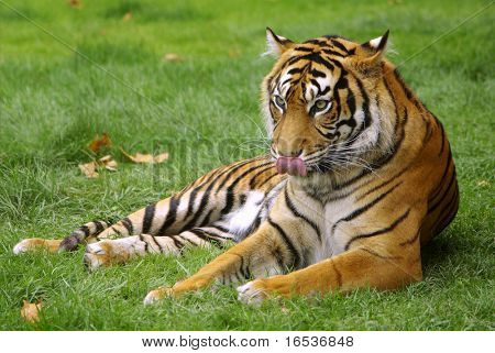 Tigre selvagem estabelece um campo de grama verde.