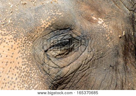 Close up of an elephant in a park