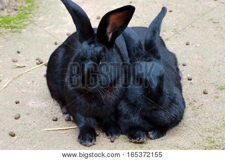 Two black rabbits sitting in the open