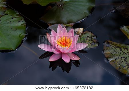 natural pink blossom of nymphaea flower with dark background