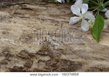 Single White spring flower on wood background