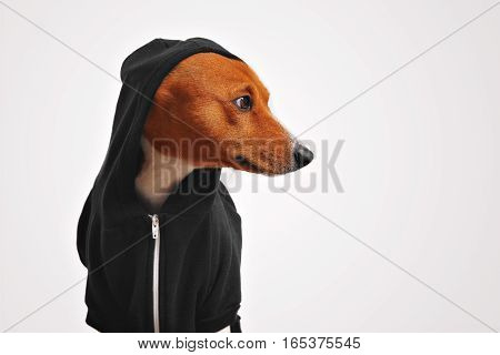 Beautiful basenji dog in black hoodie with hood on looking sideways in studio with white walls