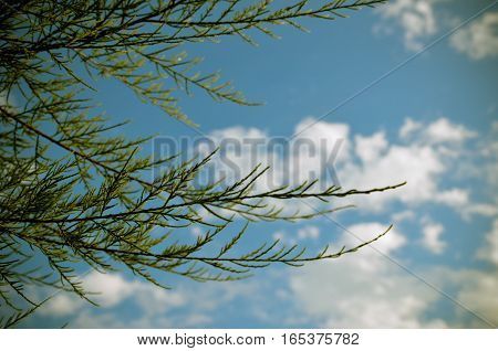 Tamarix Meyeri Boiss Bush Against Blue Sky.