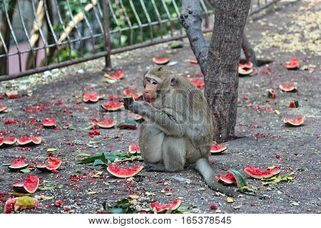 Pregnant Monkey  Enjoy To Be Eating Watermelon .