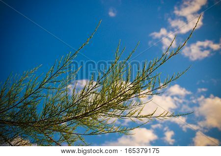 Tamarix Meyeri Boiss Bush Against Blue Sky.