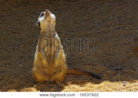 In piedi di suricatta o meerkat in allerta guardando verso il cielo - Suricata suricatta