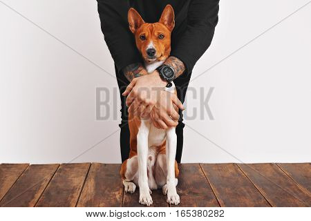 Owner in black clothes with tattooed arms is protecting his beautiful red and white basenji dog with curious face, sitting on aged wooden table or floor, from any danger, isolated on white
