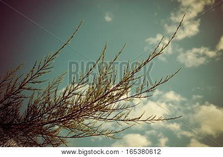 Tamarix Meyeri Boiss Bush Against Blue Sky.
