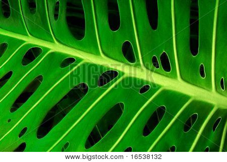 primo piano di una foglia verde monstera mostrando i suoi fori tipici