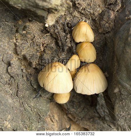 Many orange fungus grows on wood close up