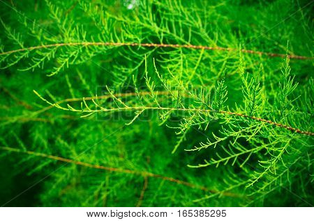 Tamarix Branches On A Green Background