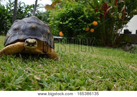Turtle Tortoise Black Yellow Tropical Exotic Grass Flower