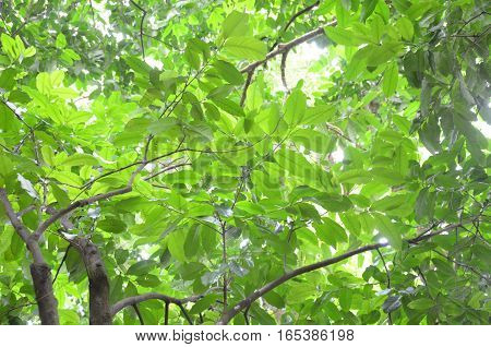 Tree Leaf Green Light Tops Plants Branch