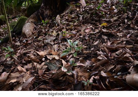 Dead Leaf Brown Forest Tree Autumn Winter Earth Soil