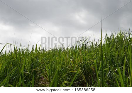Field Sugar Cane Green Grass Plants Light Fresh