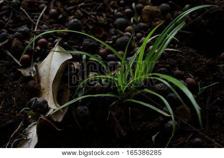 Plant Grass Little Dark Green Alone Earth soil environment