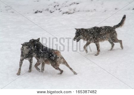 The Wolves Protected Area Of Civitella Alfedena