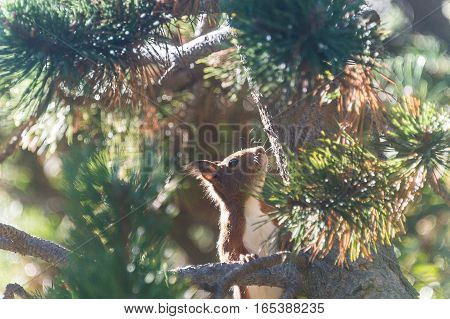 A squirrel searching something to eat in Vall de Nuria