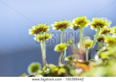 A perennial plant of Marchantia (lat. Marchantia) is a genus of perennial plants sloyevishchny family Marchantiaceae Hepatic mosses (Marchantiophyta)