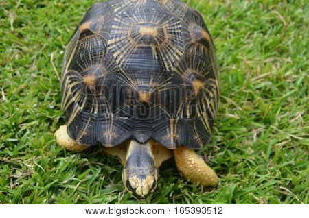 Turtle Tortoise Black Yellow Walk Slow Grass Green