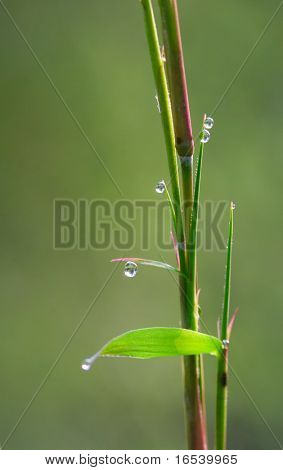 De bamboe in een zeer mooie veld-.looks