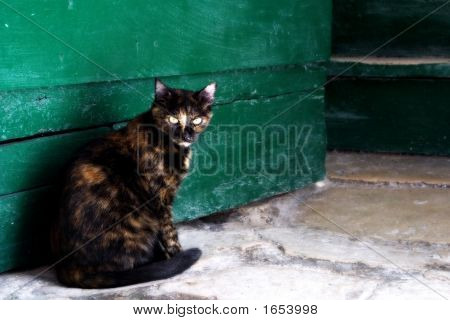 Gato peculiar