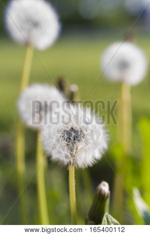 fluffy dandelions in atmospheric evening light in holland