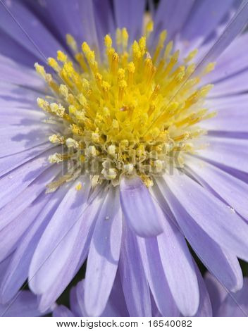 De daisy met een witte achtergrond