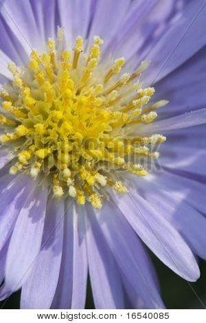 De daisy met een witte achtergrond