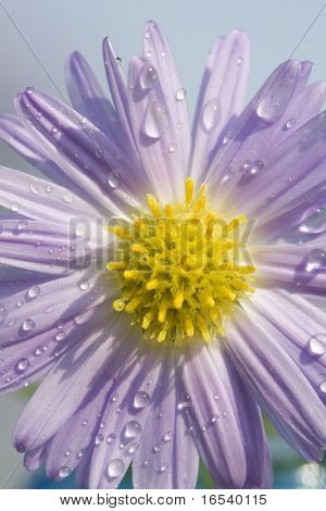 De daisy met een witte achtergrond