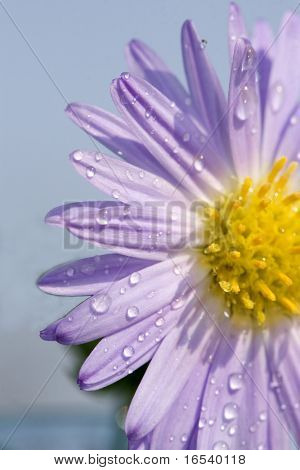 De daisy met een witte achtergrond