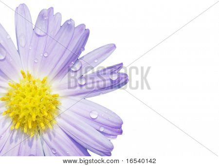 De daisy met een witte achtergrond