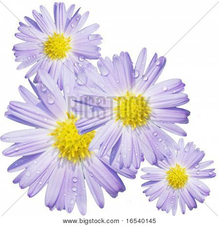 De daisy met een witte achtergrond