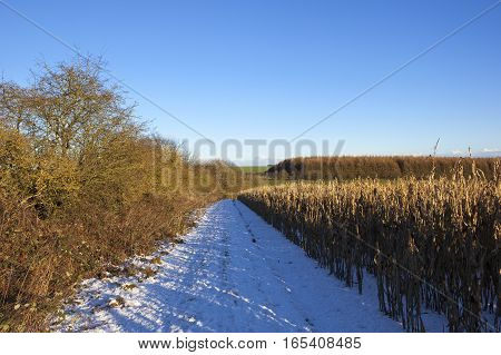 Snow Covered Bridleway