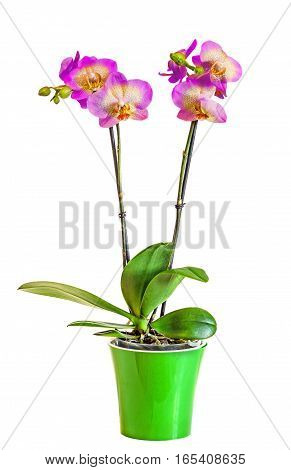Colored Branch Orchid Flowers With Buds, Orchidaceae, Phalaenopsis