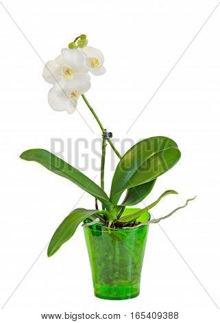 Colored Branch Orchid Flowers With Buds, Orchidaceae, Phalaenopsis
