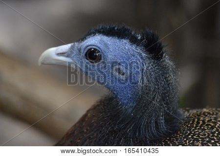 A close up of an Argus bird