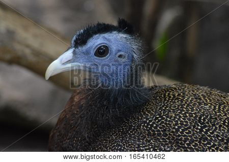 A close up of an Argus bird