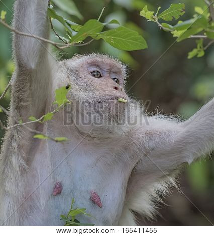 common  monkeys (Saimiri sciureus) playing on a tree branch.