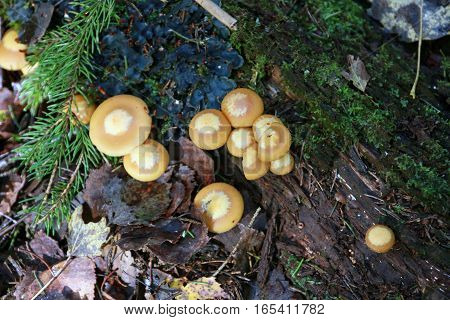 Honey fungus or Armillaria a genus of parasitic fungi in autumn forest