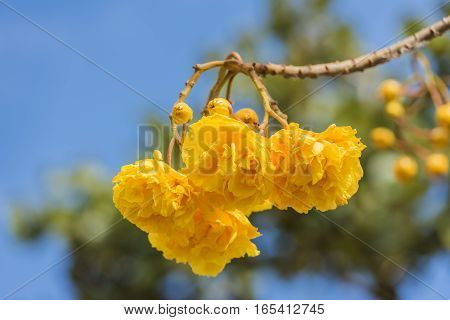 Cochlospermum Regium Flower