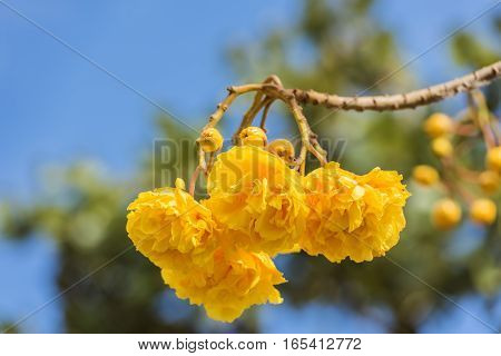 Cochlospermum Regium Flower