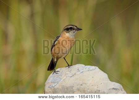 beautiful female Eastern Stonechat (Saxicola stejnegeri) standing on ground
