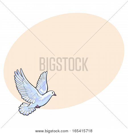 Free flying white dove, sketch style vector illustration isolated on background with place for text. Realistic hand drawing of white dove, pigeon flapping wings, symbol of love, romance and innocence