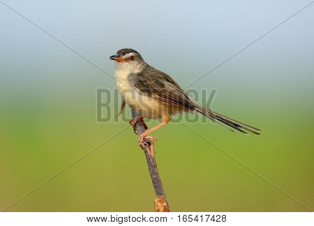 beautiful plain prina (Prina inornata) possing on log in forest of Thailand