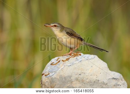 beautiful plain prina (Prina inornata) possing on log in forest of Thailand