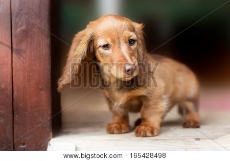 A beautiful dachshund puppy dog with sad eyes dog portrait