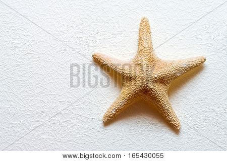 Starfish on white textured wallcovering. Dried five-pointed sea star - backdrop for aquarium and interior. Exotic inhabitant of sea and ocean