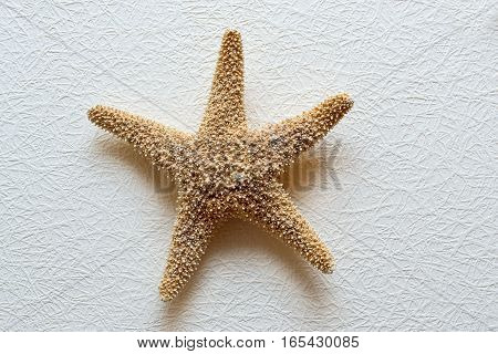 Starfish on white textured wallcovering. Dried five-pointed sea star - backdrop for aquarium and interior. Exotic inhabitant of sea and ocean