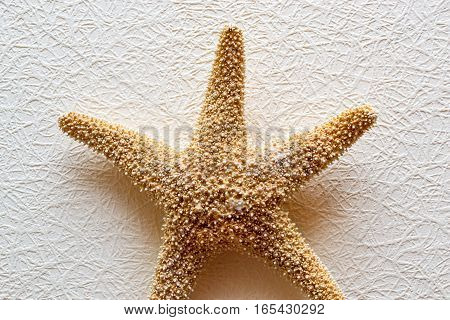 Starfish on white textured wallcovering. Dried five-pointed sea star - backdrop for aquarium and interior. Exotic inhabitant of sea and ocean